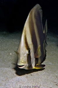 "What a cute face" - A Circular batfish (Platax orbicularis) by Andre Philip 